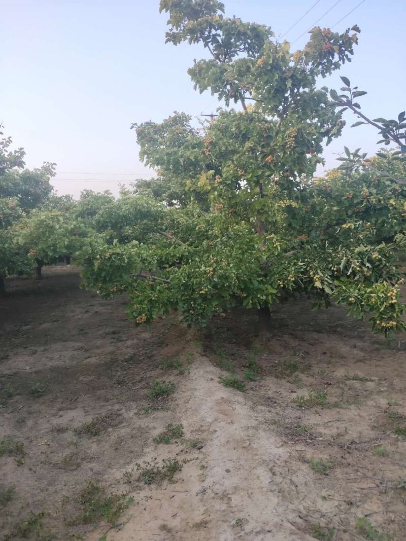 精品山楂树大量供应中