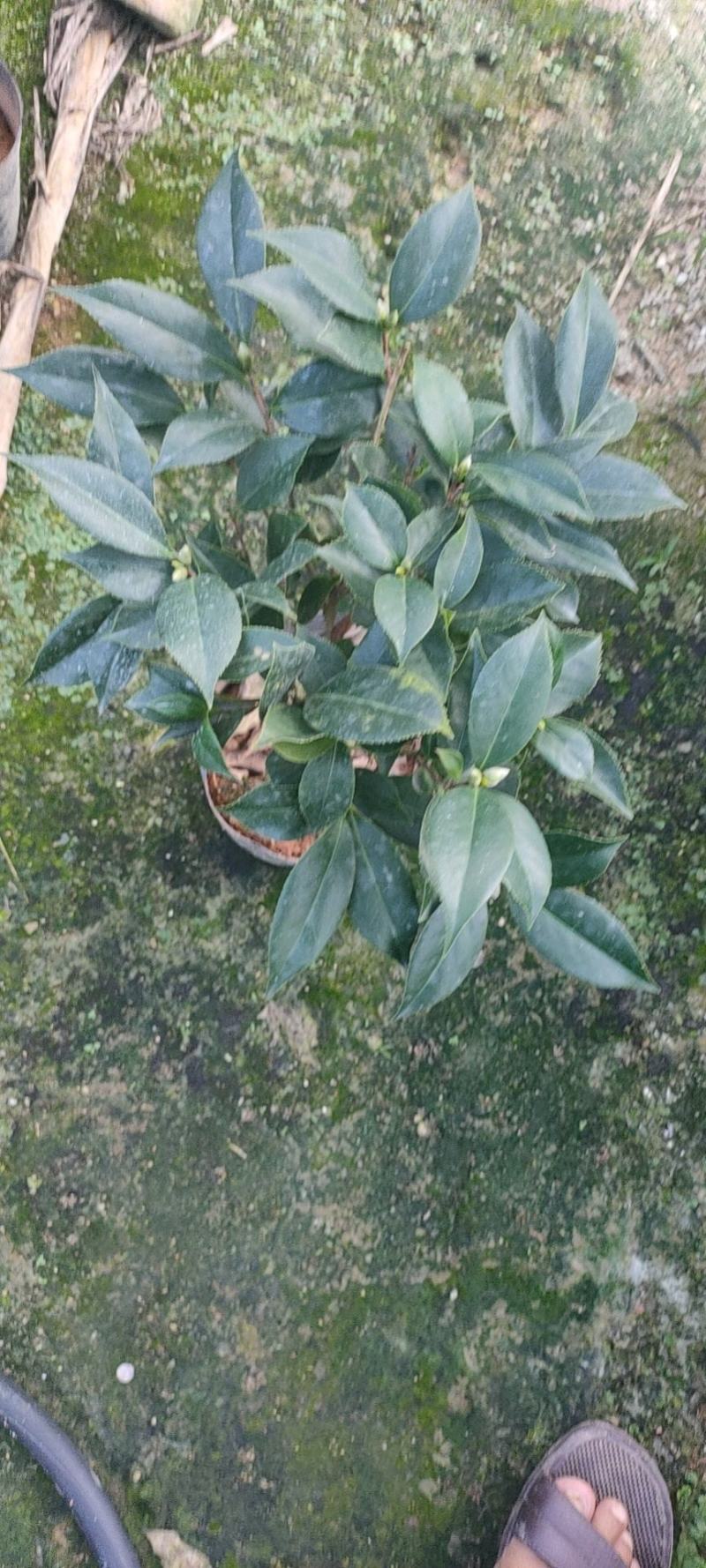 茶花赤丹五色赤丹香妃