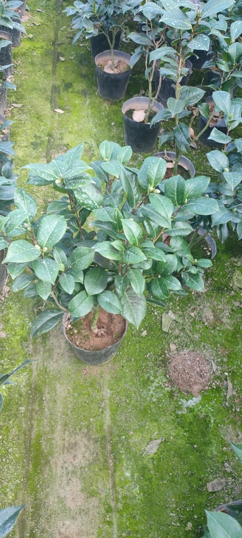 茶花赤丹五色赤丹香妃