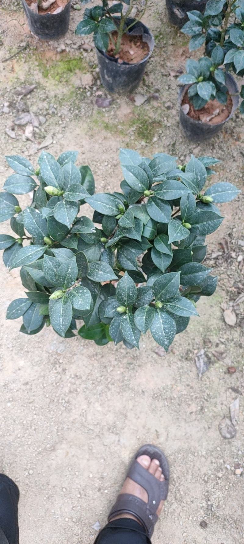 茶花赤丹五色赤丹香妃