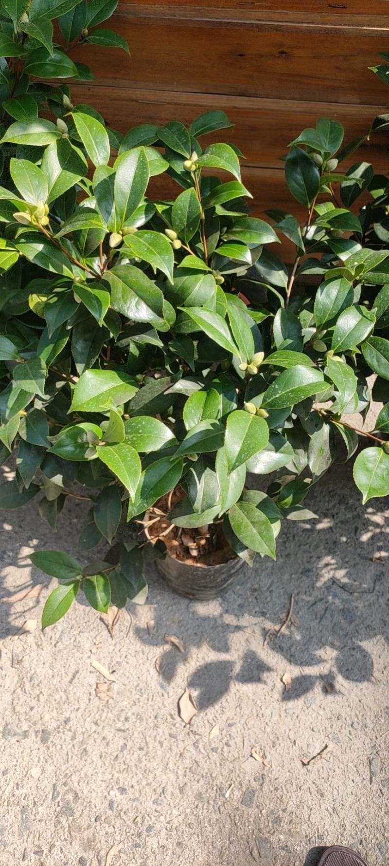 茶花赤丹五色赤丹香妃