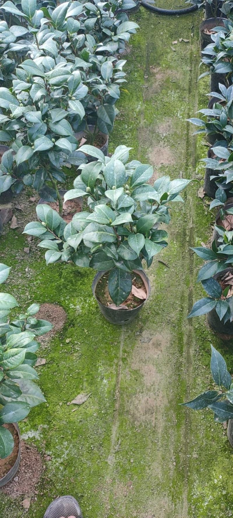 茶花赤丹五色赤丹香妃