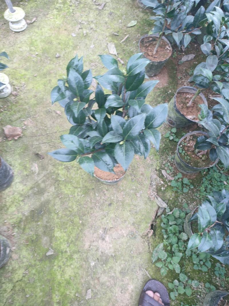茶花赤丹五色赤丹香妃