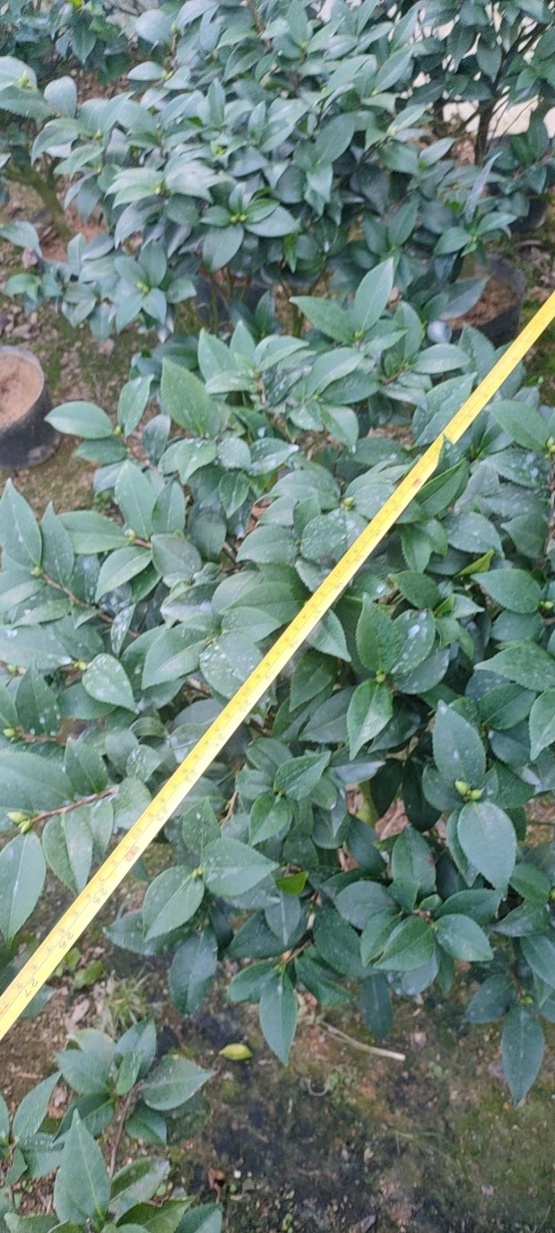 茶花赤丹五色赤丹香妃