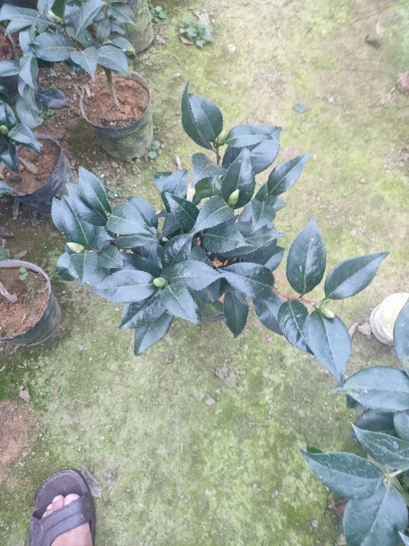 茶花赤丹五色赤丹香妃