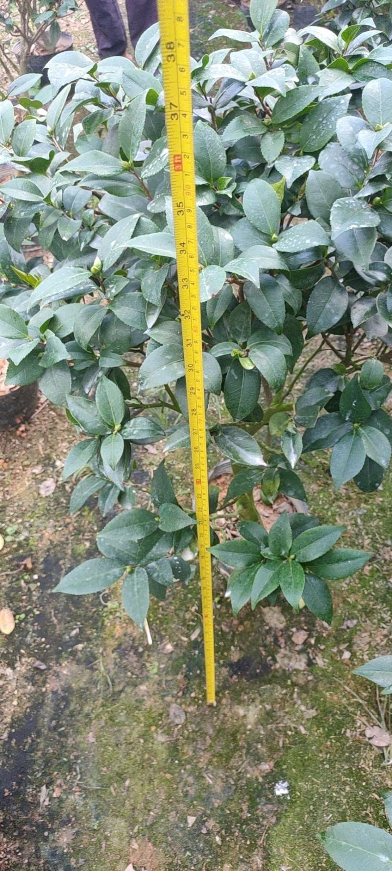 茶花赤丹五色赤丹香妃