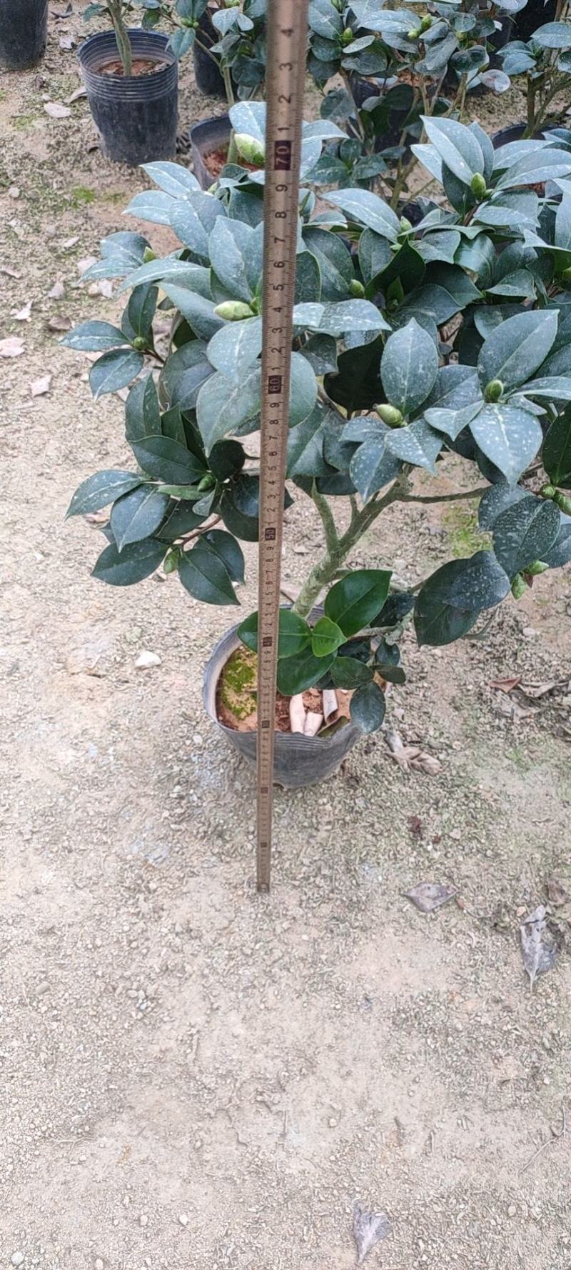 茶花赤丹五色赤丹香妃