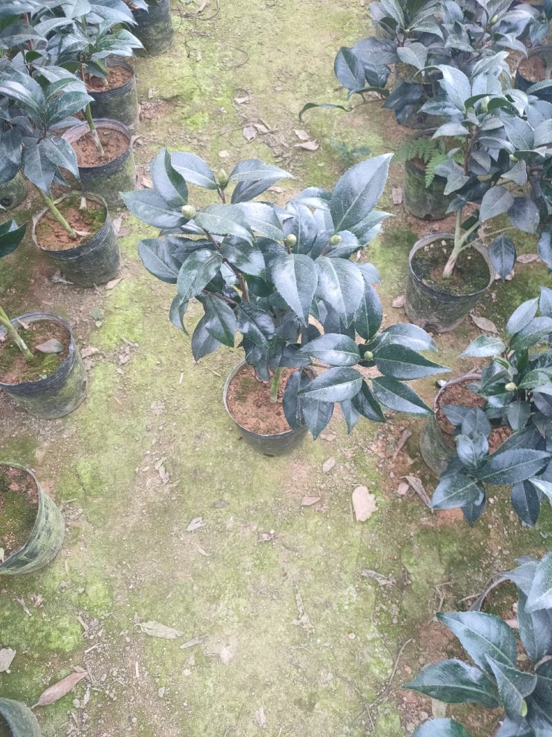茶花赤丹五色赤丹香妃