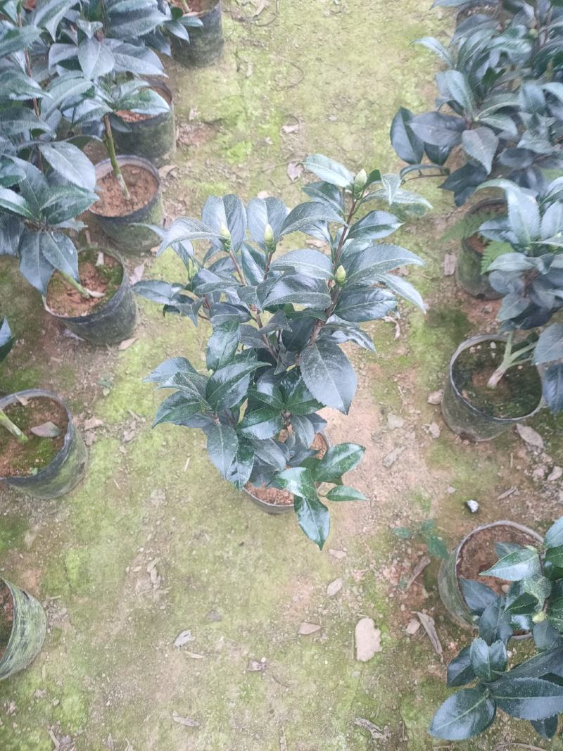 茶花赤丹五色赤丹香妃