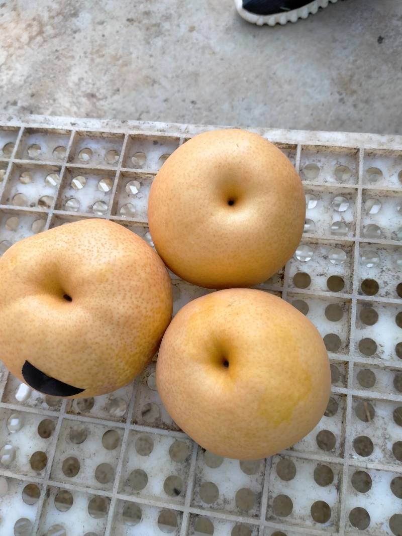 晚秋黃梨大量上市中量大从优