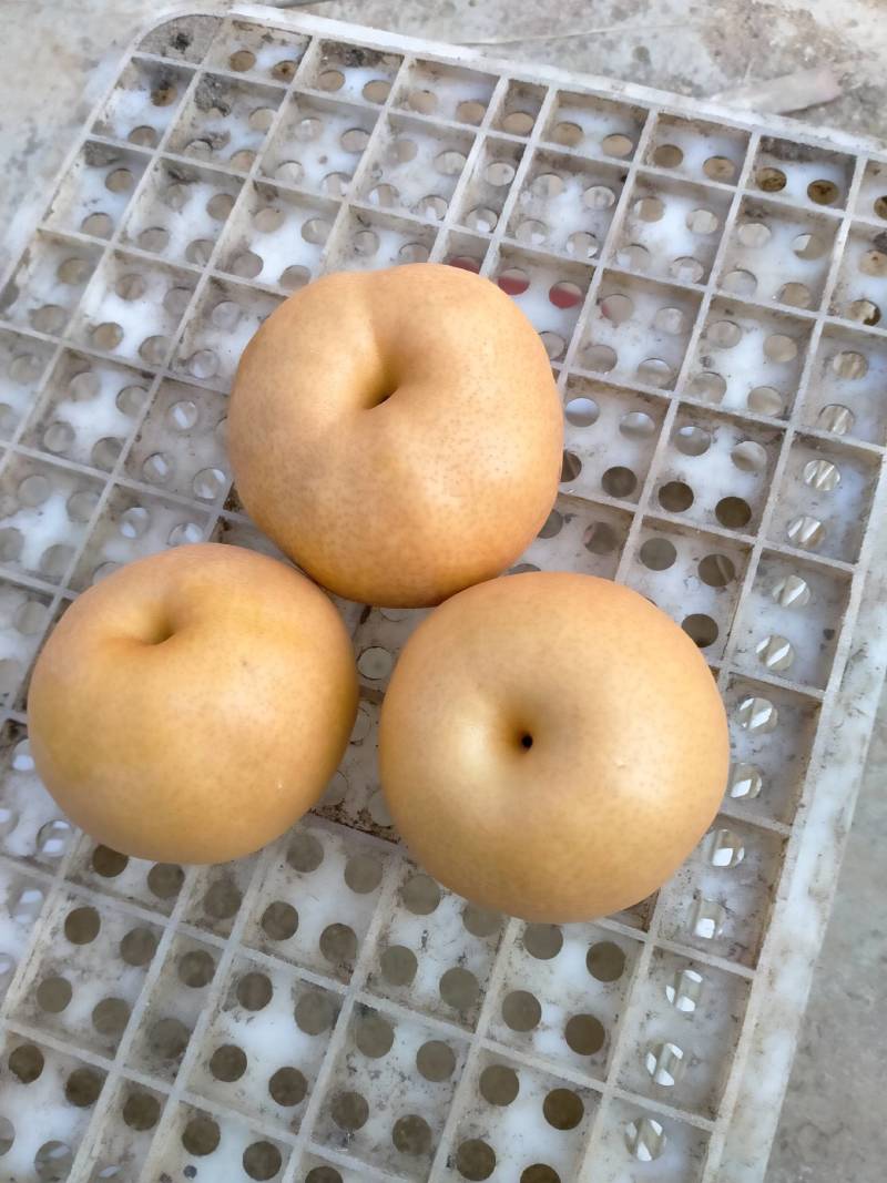 晚秋黃梨大量上市中量大从优