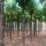香花槐2020秋季量大各种规格