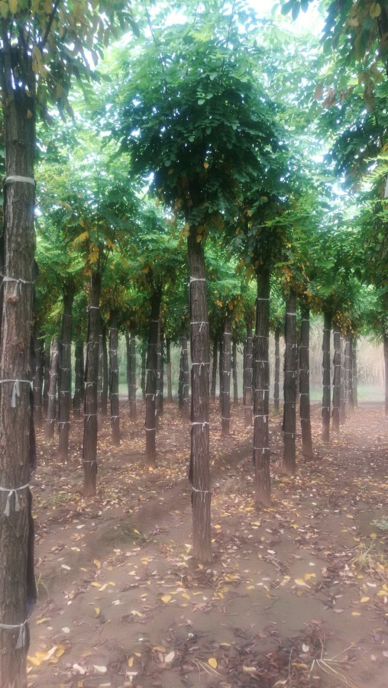 香花槐2020秋季量大各种规格