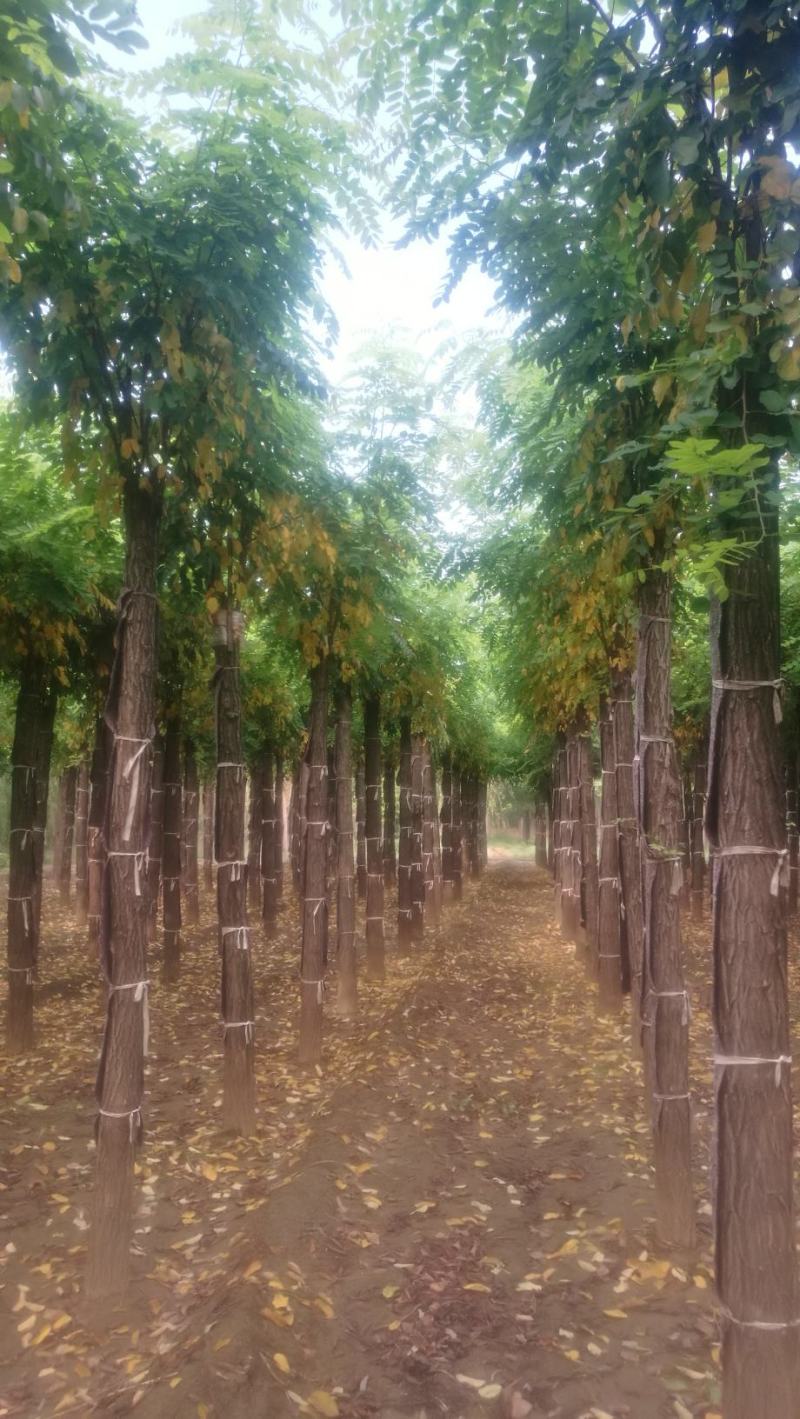 香花槐2020秋季量大各种规格