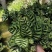 竹芋科孔雀竹芋叶子跟孔雀一般非常漂亮，网红花