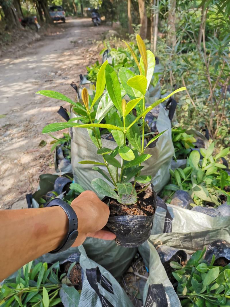 双色龙船花(花色为黄叶跟粉色)夏季花，漂亮而不失文雅