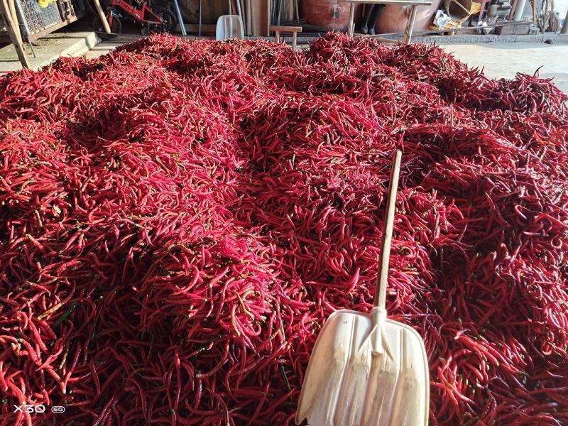剑阁县吼师乡天星精品二荆条红椒