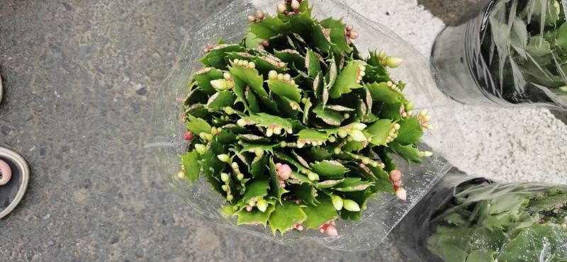 白色蟹爪兰，开纯白色花，双色蟹爪兰，一盆里有两个颜色