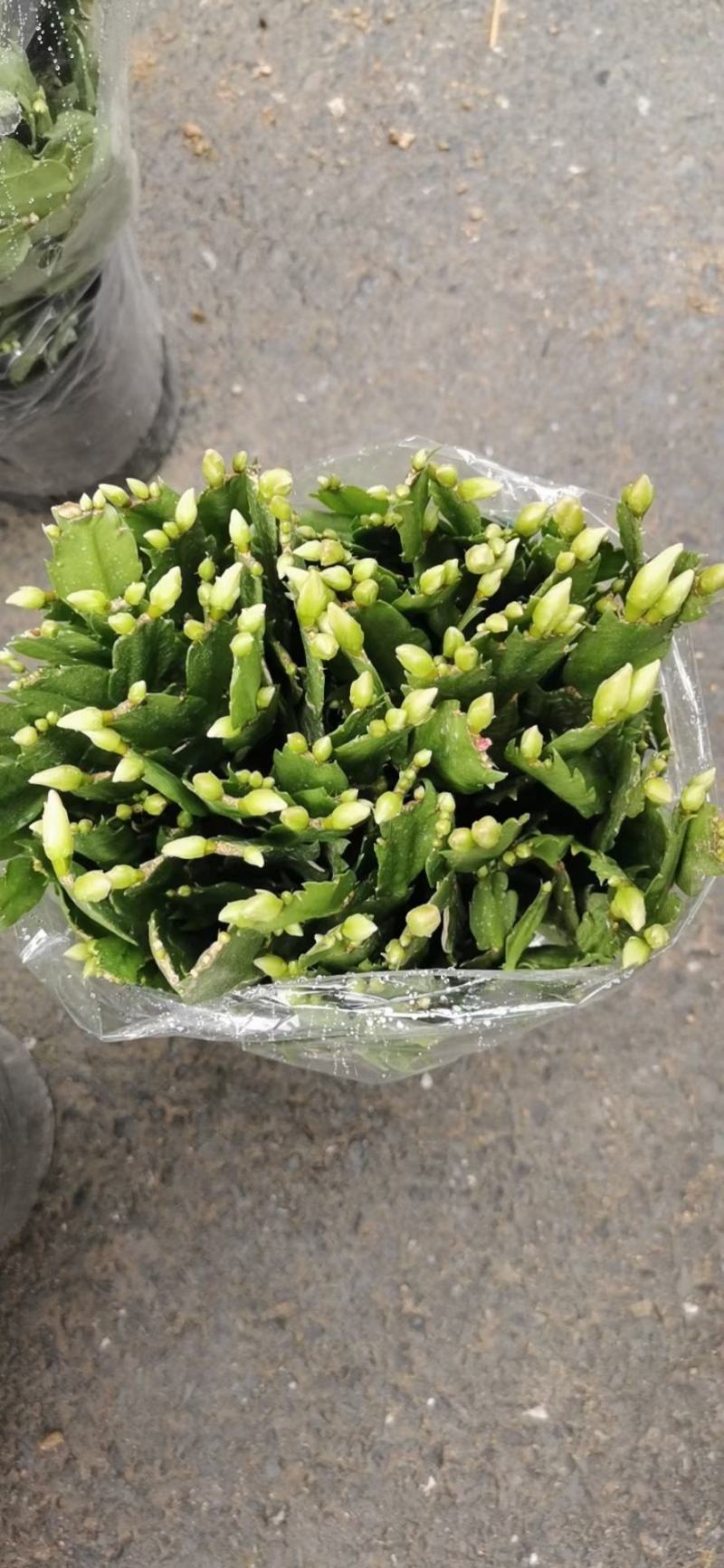 白色蟹爪兰，开纯白色花，双色蟹爪兰，一盆里有两个颜色
