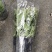 白色蟹爪兰，开纯白色花，双色蟹爪兰，一盆里有两个颜色