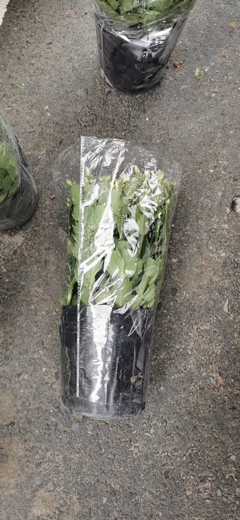 白色蟹爪兰，开纯白色花，双色蟹爪兰，一盆里有两个颜色