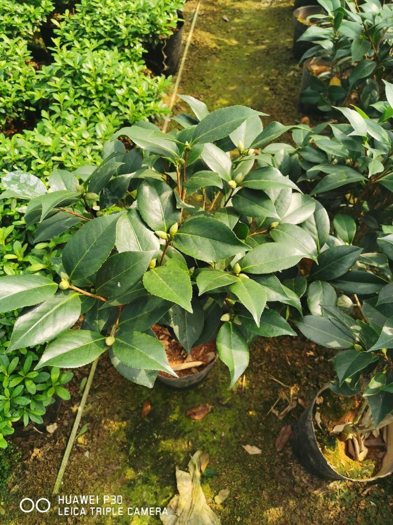 茶花五色赤丹，一树开多颜色的茶花，花开品非常漂亮