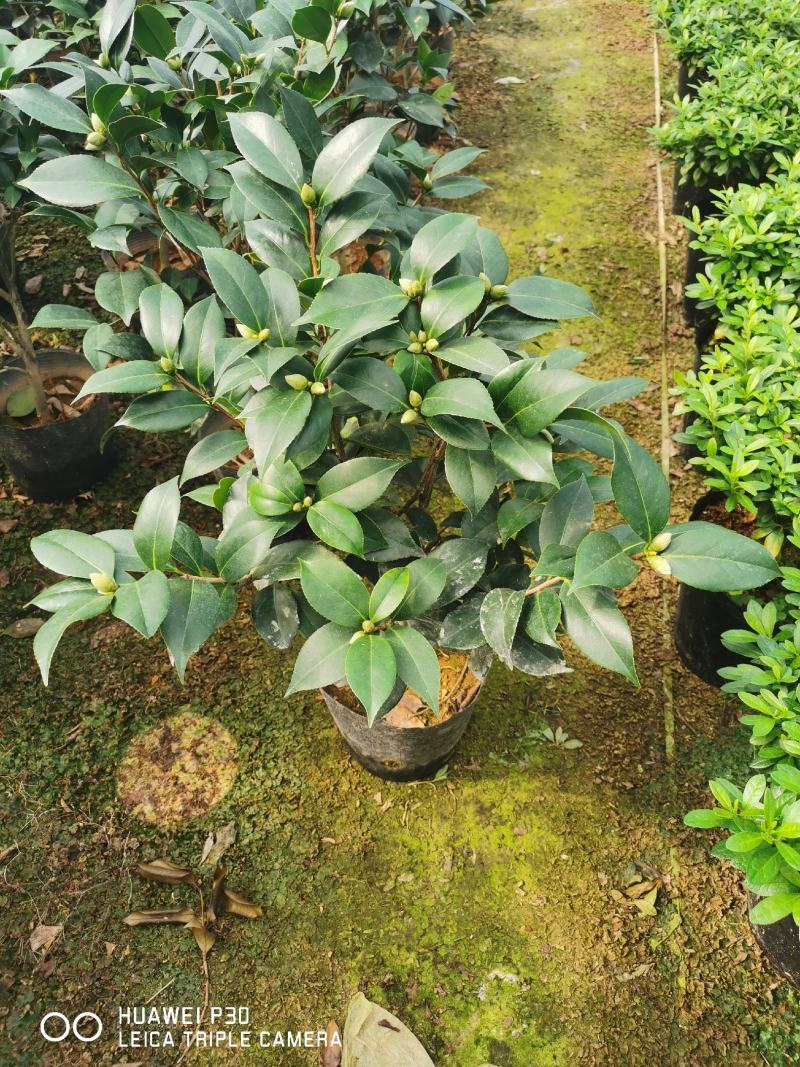 茶花五色赤丹，一树开多颜色的茶花，花开品非常漂亮