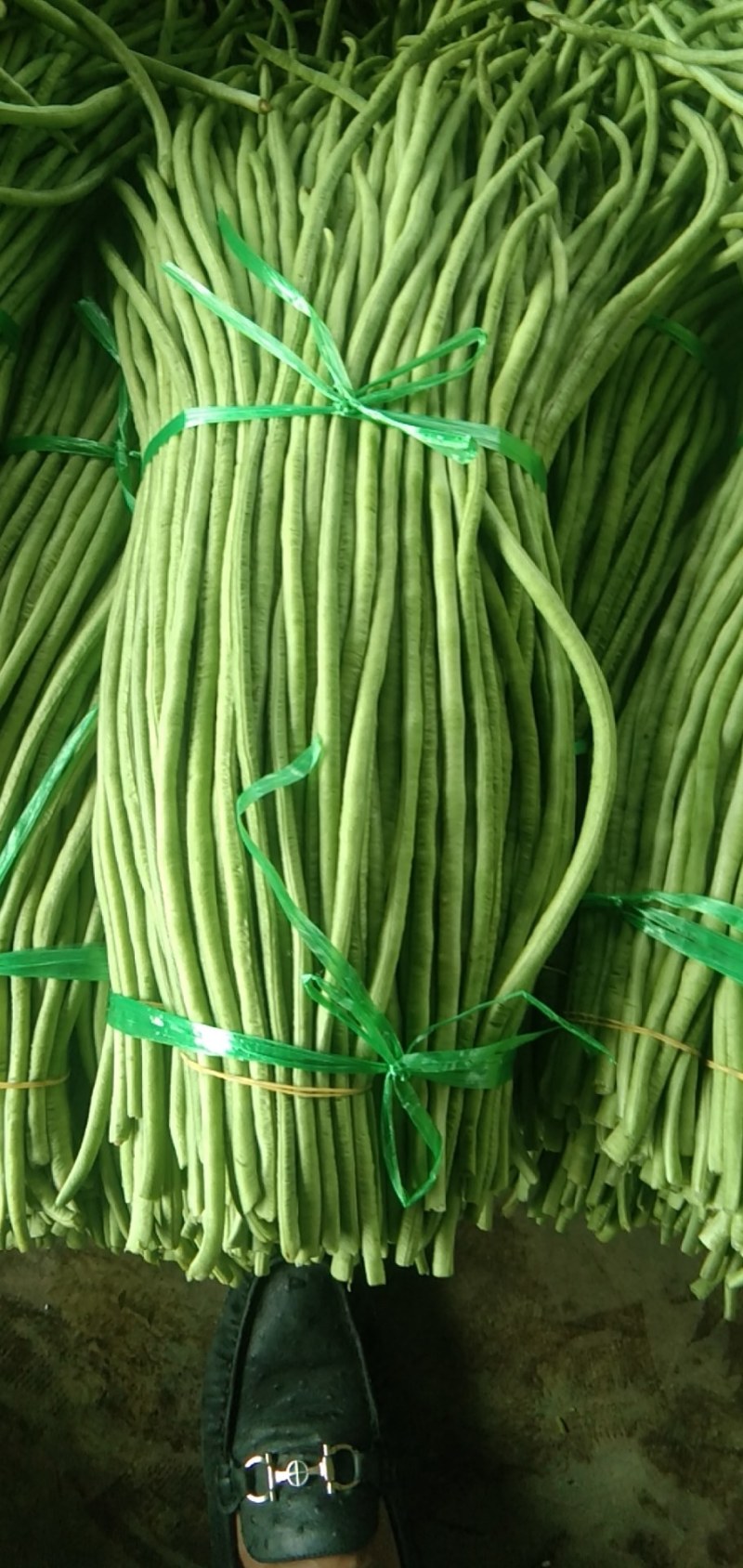 青豆角，虹豆，货量一天十万斤以上