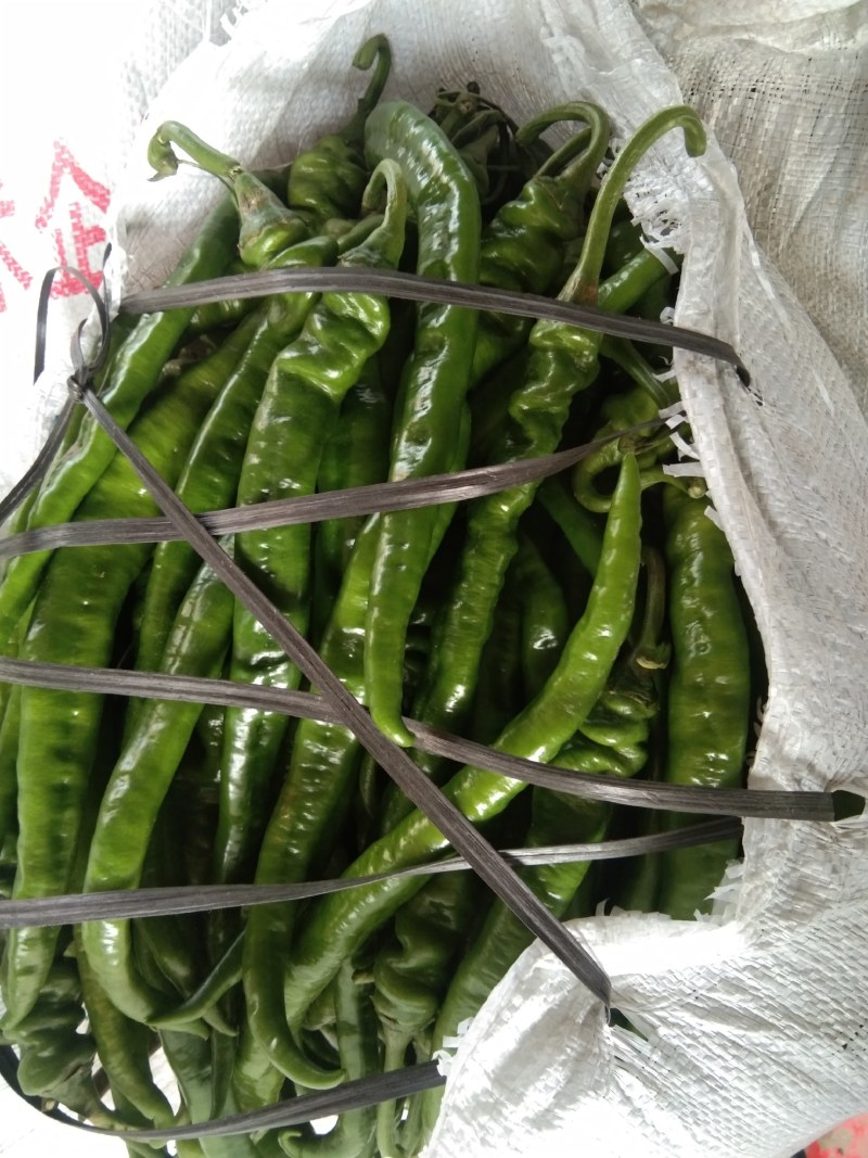 八号辣椒，本地货量的，想要的老板请联系。