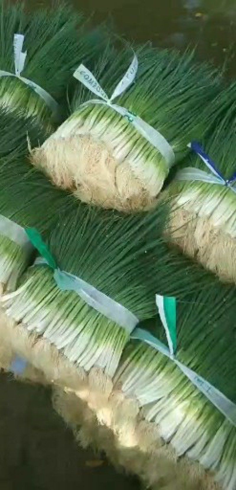 小葱，小黑米葱，大量上市，需要请联系，本人专业代办多年。