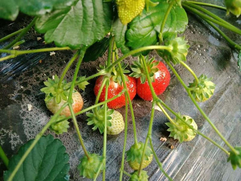 出售四季草莓苗，早熟四季结果草莓苗