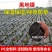 黑色地膜除草膜农用加厚黑膜大棚蔬菜果园保温保湿白膜银黑反