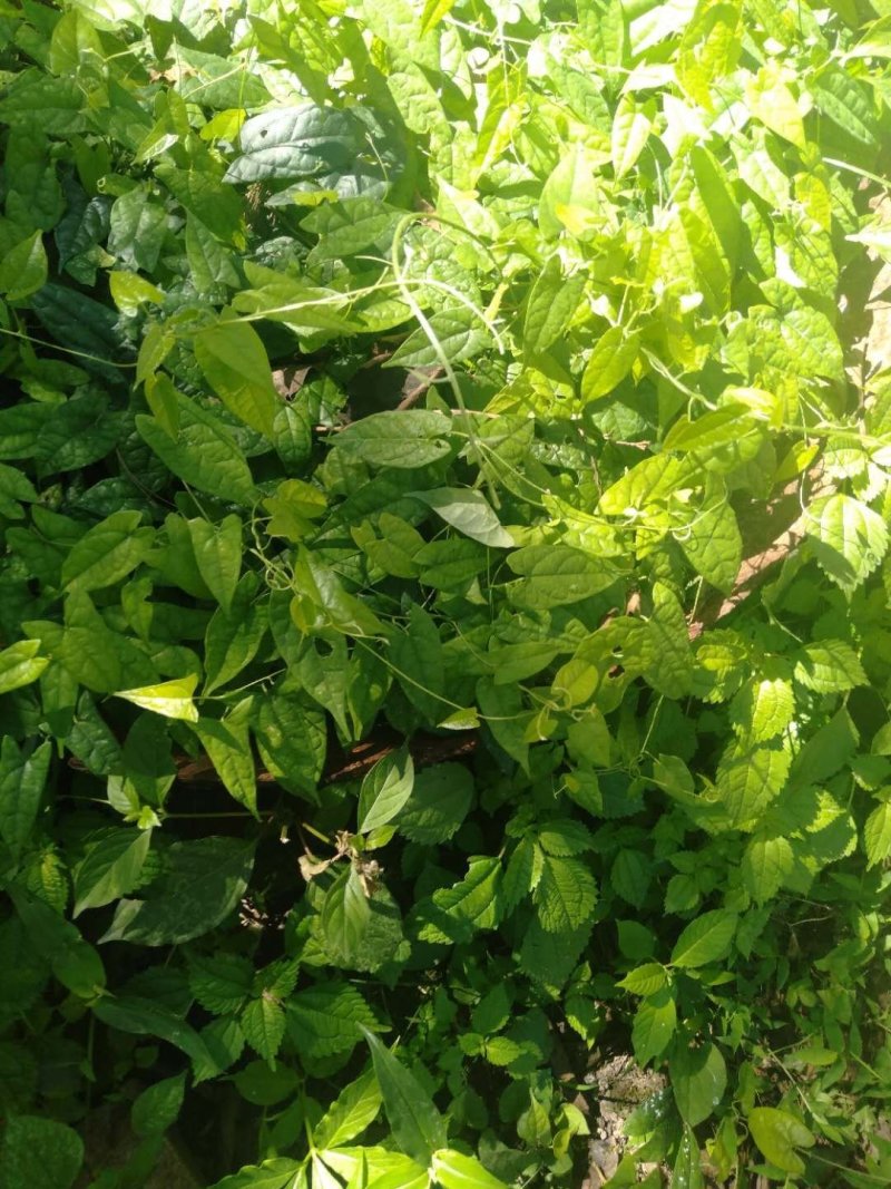 四川广元地苦丹仔育苗，地苦胆块茎苗，地苦胆干货，鲜货