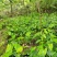 四川广元地苦丹仔育苗，地苦胆块茎苗，地苦胆干货，鲜货