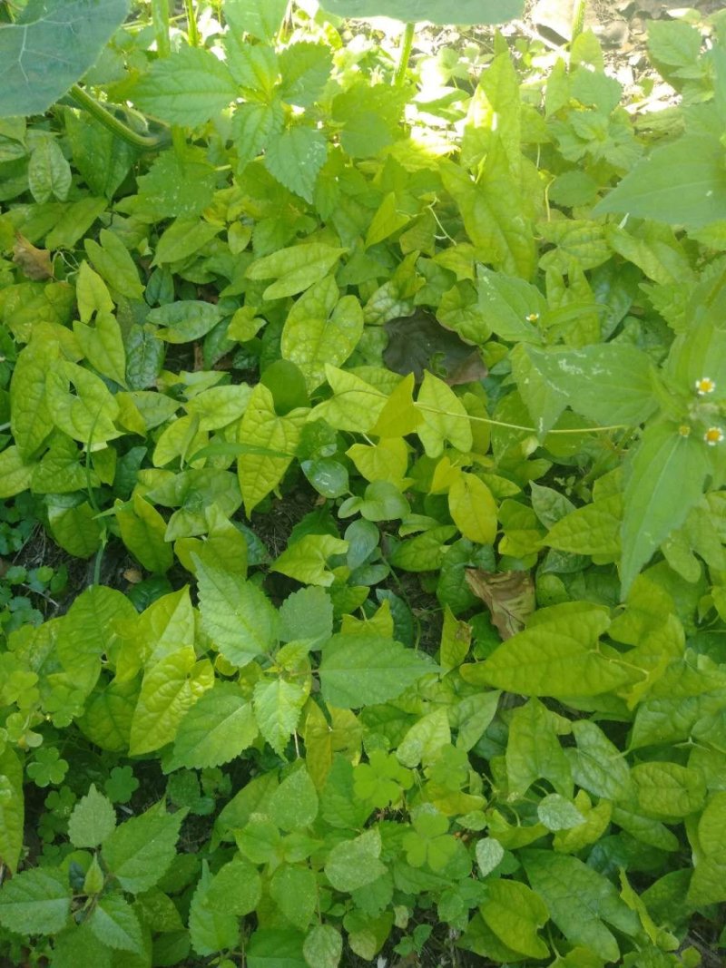 四川广元地苦丹仔育苗，地苦胆块茎苗，地苦胆干货，鲜货