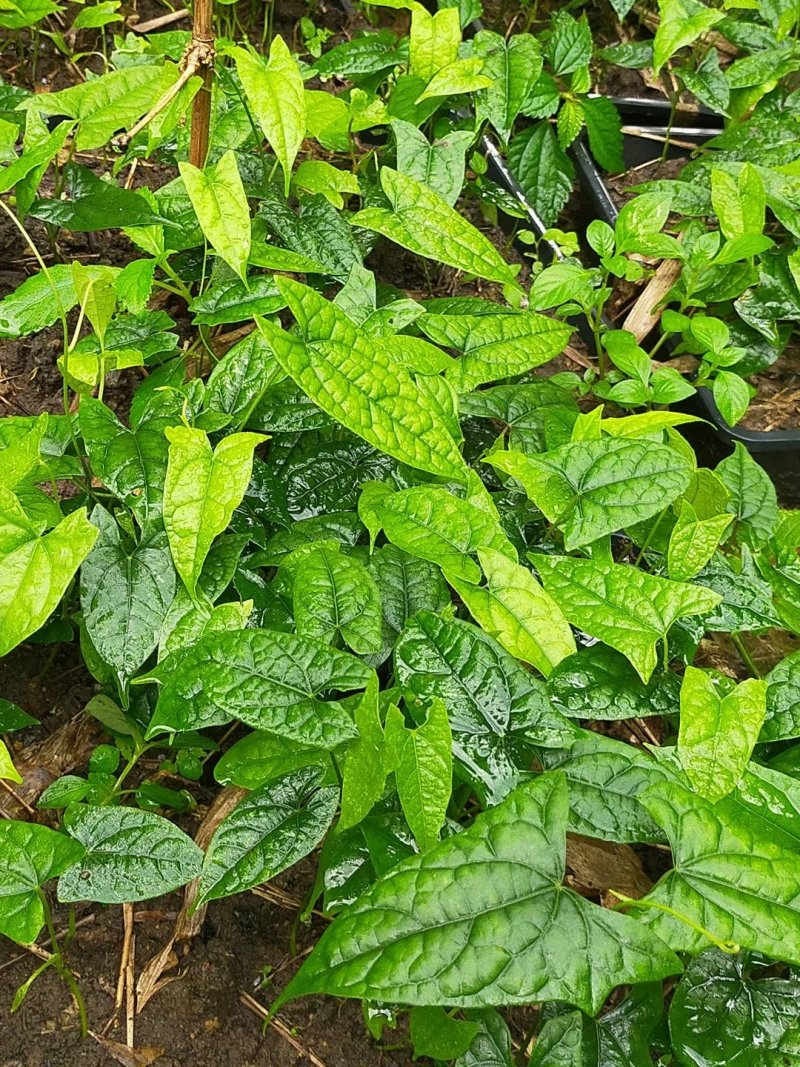 四川广元地苦丹仔育苗，地苦胆块茎苗，地苦胆干货，鲜货