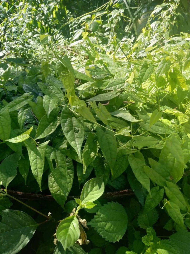四川广元地苦丹仔育苗，地苦胆块茎苗，地苦胆干货，鲜货