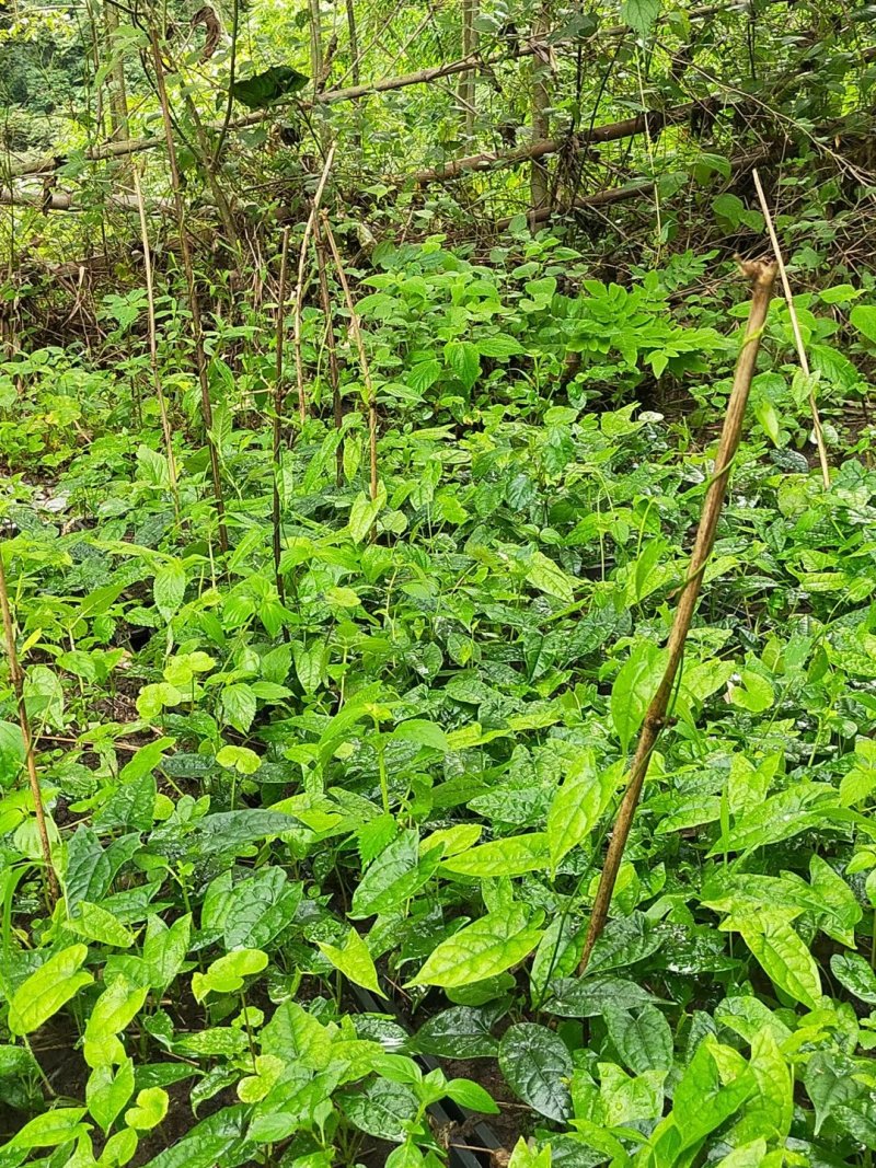 四川广元地苦丹仔育苗，地苦胆块茎苗，地苦胆干货，鲜货