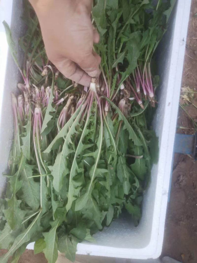 蒲公英婆婆丁新货，现挖鲜菜蒲公英，脱水蒲公英
