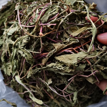 蒲公英婆婆丁新货,现挖鲜菜蒲公英,脱水蒲公英