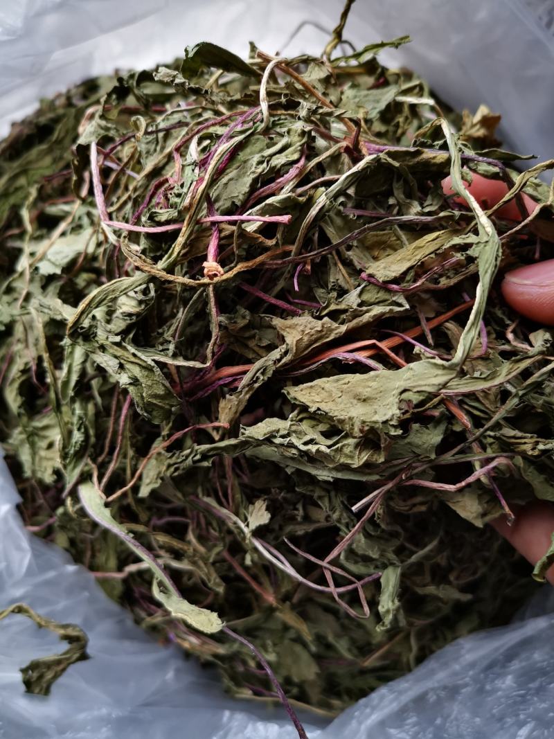 蒲公英婆婆丁新货，现挖鲜菜蒲公英，脱水蒲公英