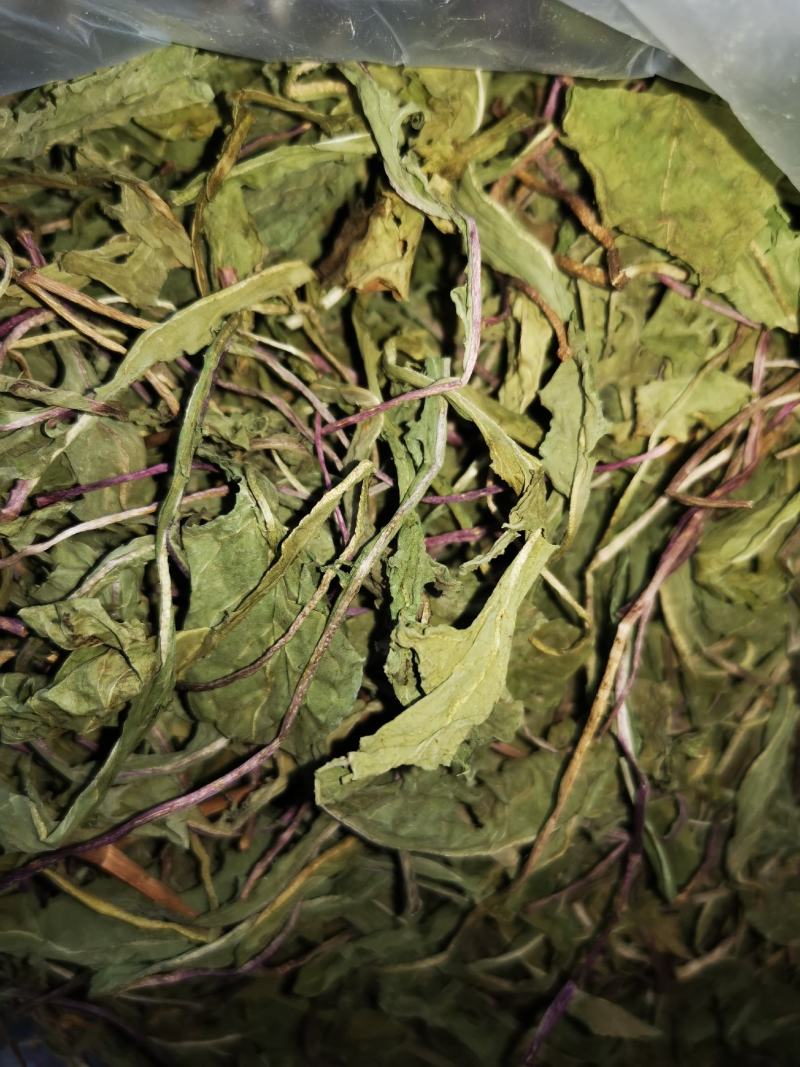 蒲公英婆婆丁新货，现挖鲜菜蒲公英，脱水蒲公英
