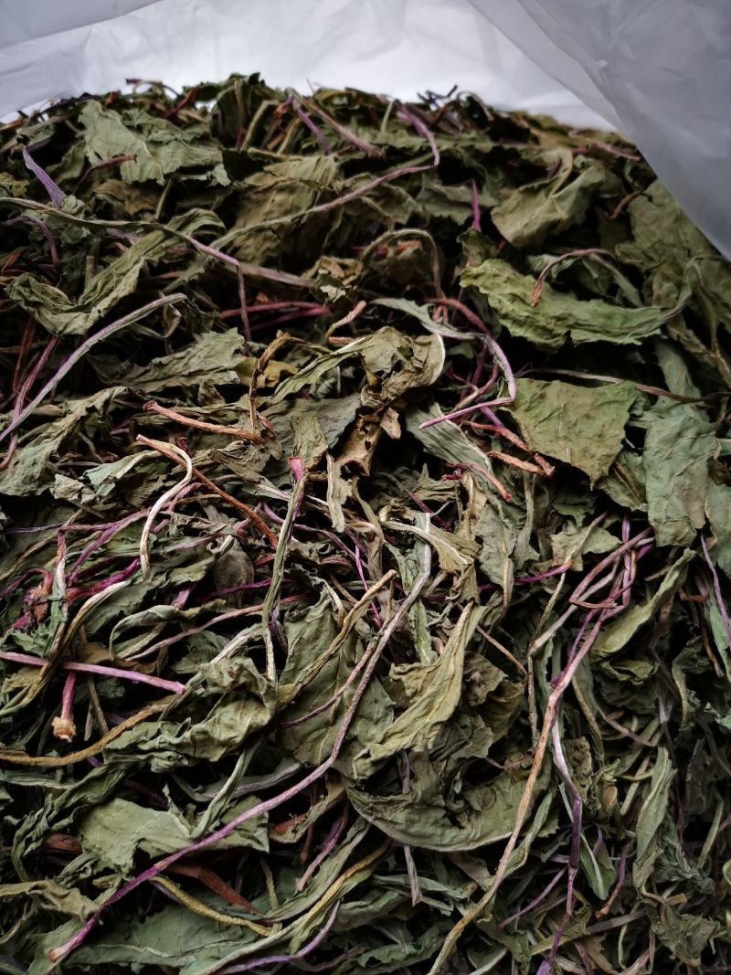 蒲公英婆婆丁新货，现挖鲜菜蒲公英，脱水蒲公英
