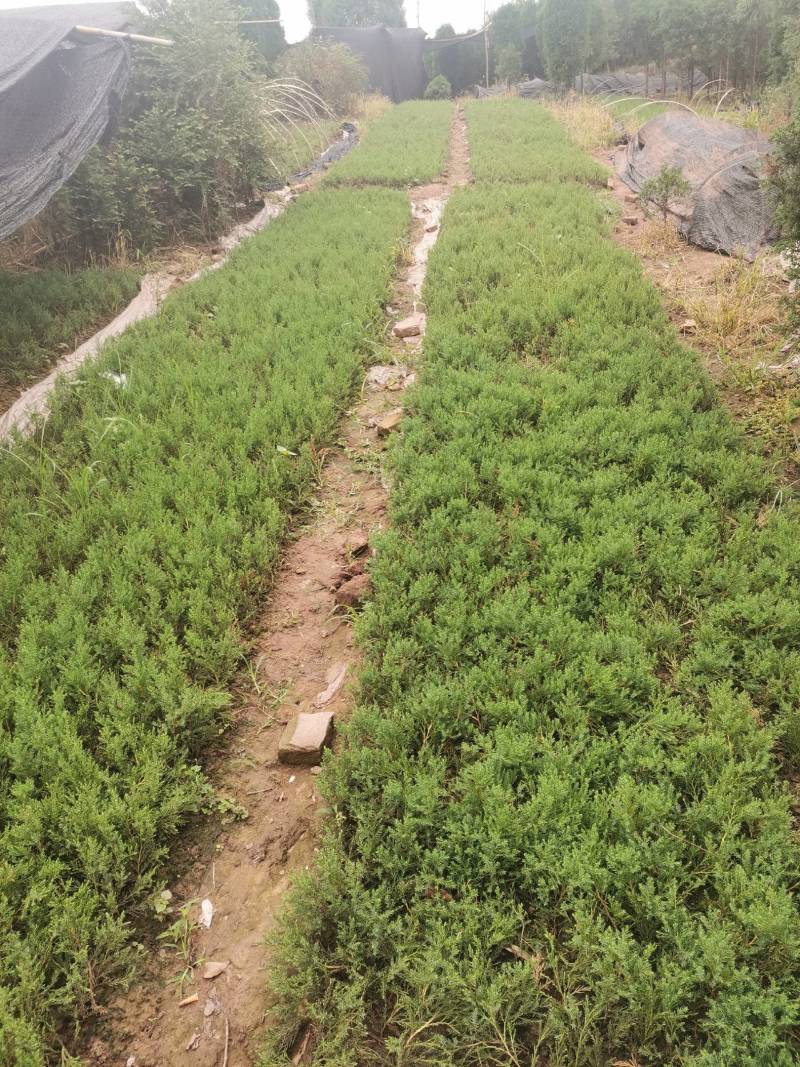 常年供应各种规格塔柏