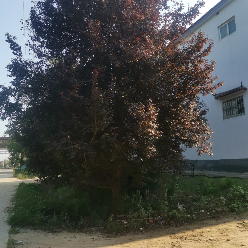 大规格精品红叶李和各种地被小苗
