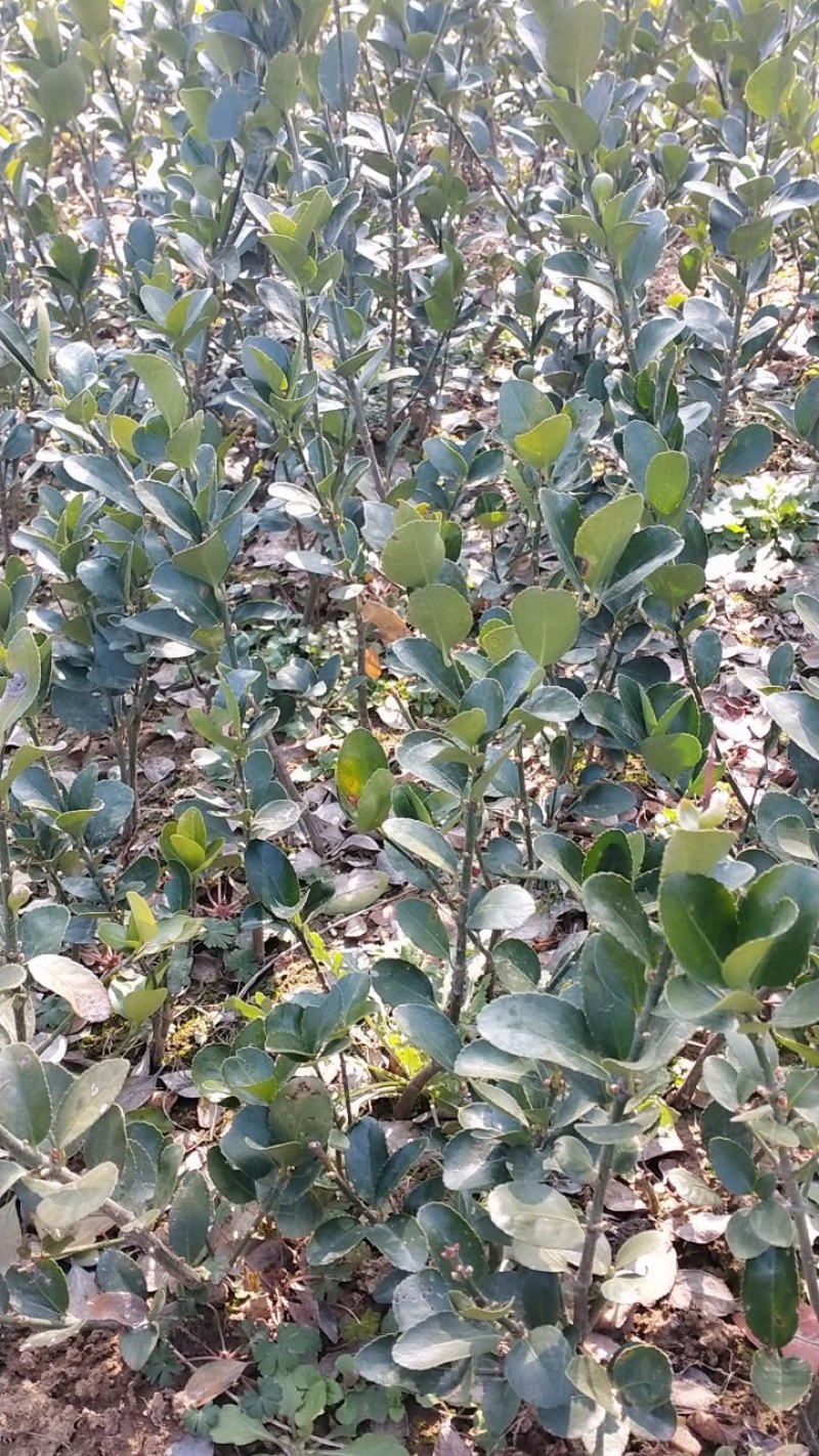 冬青苗，自家苗圃冬青，基地直销