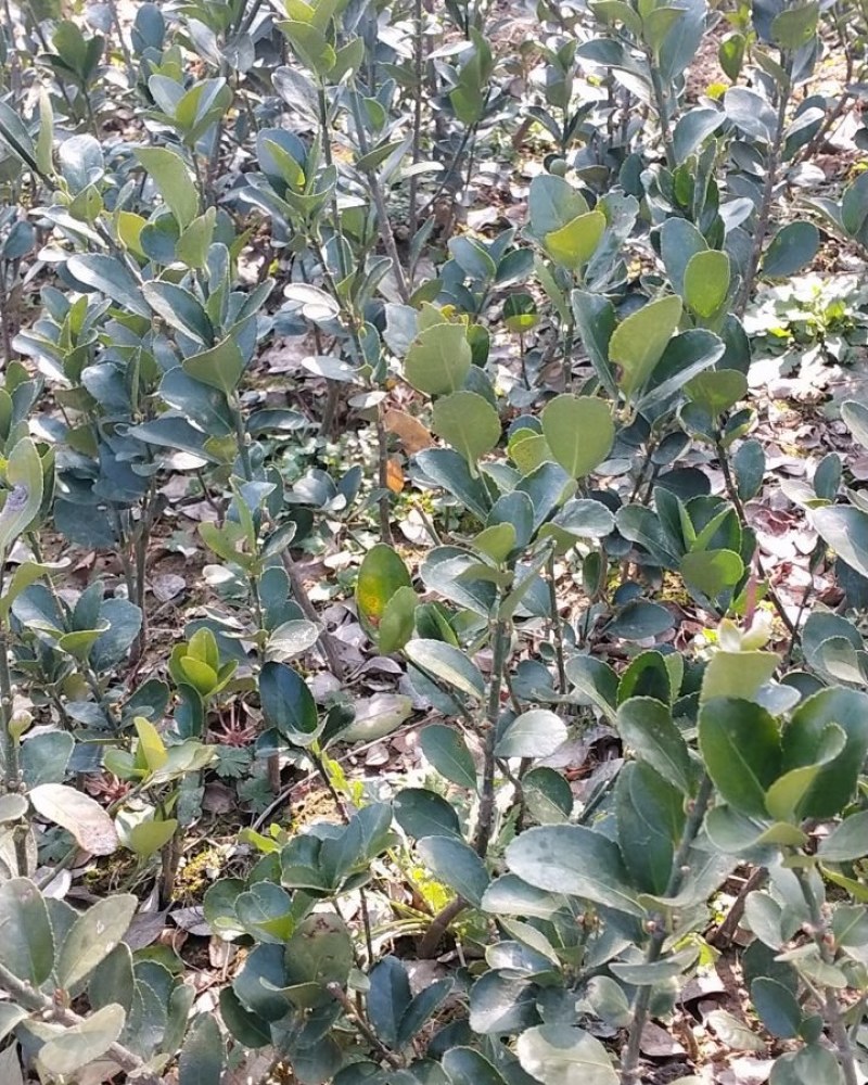 冬青苗，自家苗圃冬青，基地直销