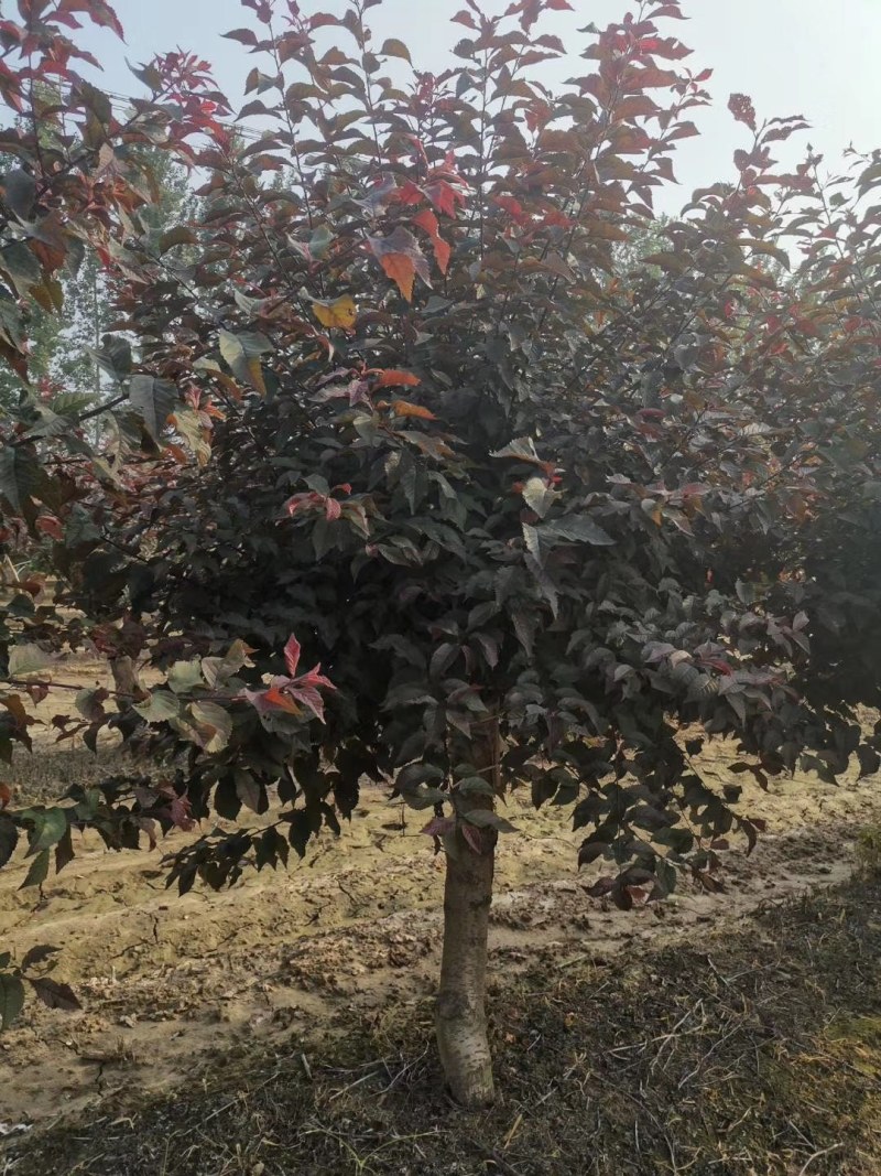 精品榆叶梅，精品造型