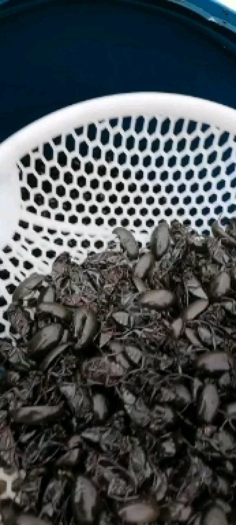 黑龙虱，活力足，个头大