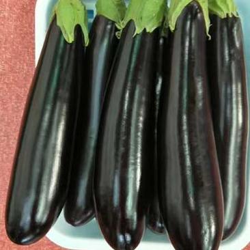 长茄种子乾德550绿萼绿把果皮黑紫色早熟